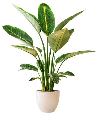 House Plant